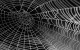 spider-web-with-water-beads-921039_1280