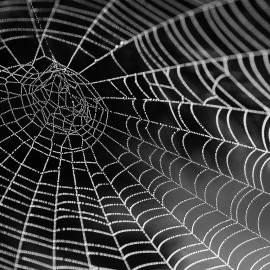 Calmus Web